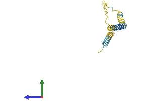 AlphaFold protein structure predicition of Human Recombinant BEX2 Protein, UniprotID Q9BXY8