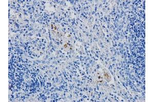 Immunohistochemical staining of rabbit spleen using anti-CD4 antibody YNB46. (Recombinant CD4 抗体)