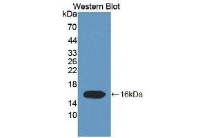 Detection of Recombinant ELOC, Human using Polyclonal Antibody to Elongin C (ELOC) (TCEB1 抗体  (AA 1-112))
