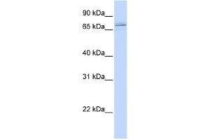 WB Suggested Anti-MAK Antibody Titration:  0.