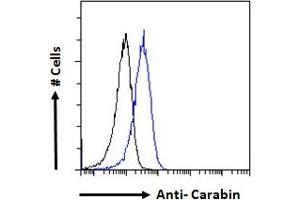 ABIN190840 Flow cytometric analysis of paraformaldehyde fixed Jurkat cells (blue line), permeabilized with 0. (Carabin 抗体  (Internal Region))