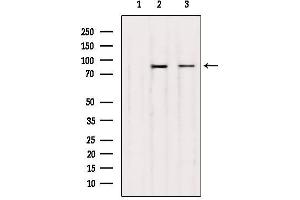 Western blot analysis of extracts from 293,Mouse spleen, using UBF1 Antibody.