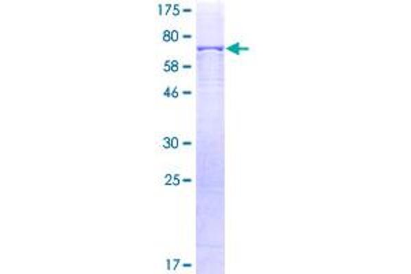 TUBG1 Protein (AA 1-451) (GST tag)