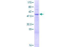SLC25A35 Protein (AA 1-291) (GST tag)