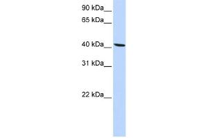 WB Suggested Anti-SLC22A18 Antibody Titration:  0. (ORCTL-2/SLC22A18 抗体  (N-Term))