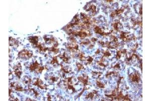 IHC testing of FFPE human pancreas with MAML3 antibody (clone MAML3/1303). (MAML3 抗体)
