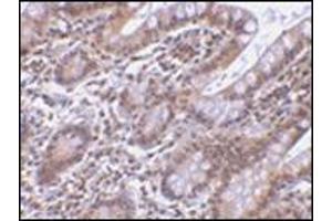 Immunohistochemistry of Livin in human small intestine tissue with this product at 5 μg/ml. (BIRC7 抗体  (AA 264-280))