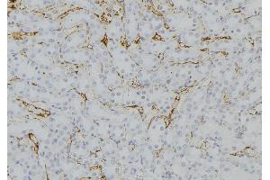 ABIN6279737 at 1/100 staining Mouse kidney tissue by IHC-P. (RAB33B 抗体  (Internal Region))
