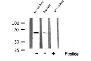 Western blot analysis of AMPK1 expression in various lysates (PRKAA1 抗体  (C-Term))