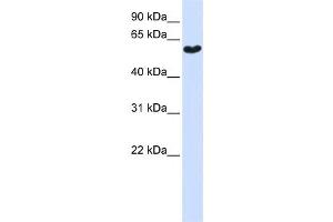 Western Blotting (WB) image for anti-Synaptotagmin III (SYT3) antibody (ABIN2459355) (Synaptotagmin 3 抗体)