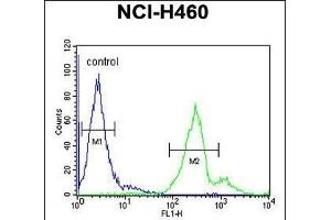 LTM5 Antibody (N-term) 10077a flow cytometric analysis of NCI- cells (right histogram) compared to a negative control cell (left histogram). (LAPTM5 抗体  (N-Term))