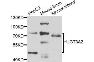 Western blot analysis of extracts of various cell lines, using UGT3A2 antibody. (UGT3A2 抗体  (AA 23-300))