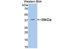 Western Blotting (WB) image for anti-Apolipoprotein H (Beta-2-Glycoprotein I) (APOH) (AA 21-345) antibody (ABIN1077829) (APOH 抗体  (AA 21-345))