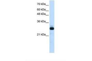 Image no. 1 for anti-Sin3A-Associated Protein, 30kDa (SAP30) (AA 151-200) antibody (ABIN324469) (SAP30 抗体  (AA 151-200))
