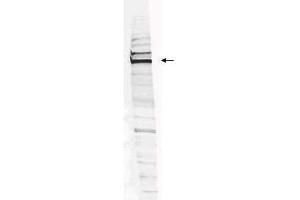 Western blot analysis is shown using  Affinity Purified anti-Human WHIP antibody to detect Human WHIP present in a HEK293 whole cell lysate. (WRNIP1 抗体  (Internal Region, Isoform 1, Isoform 2))
