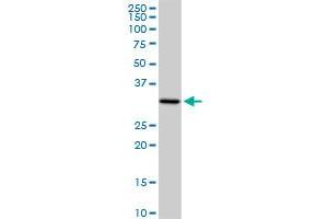 PACRG MaxPab rabbit polyclonal antibody. (PACRG 抗体  (AA 1-257))