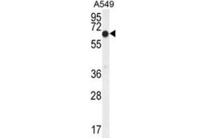 Western Blotting (WB) image for anti-Elongation Factor RNA Polymerase II (ELL) antibody (ABIN2995549) (ELL 抗体)