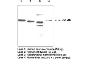 Image no. 1 for anti-Patatin-Like phospholipase Domain Containing 2 (PNPLA2) antibody (ABIN2451669)