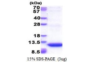 Guanine Nucleotide Binding Protein (G Protein), gamma 11 (GNG11) (AA 1-70) protein (His tag)