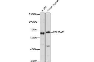 Western blot analysis of extracts of various cell lines, using CDK5R antibody (ABIN7266235) at 1:1000 dilution. (CDK5RAP1 抗体  (AA 1-350))