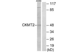 Western Blotting (WB) image for anti-Creatine Kinase, Mitochondrial 2 (Sarcomeric) (CKMT2) (Internal Region) antibody (ABIN1849200) (CKMT2 抗体  (Internal Region))