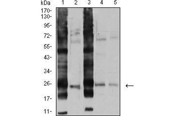 RALB antibody  (AA 89-206)