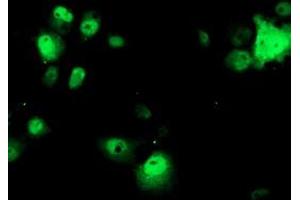 Anti-OBFC1 mouse monoclonal antibody (ABIN2454844) immunofluorescent staining of COS7 cells transiently transfected by pCMV6-ENTRY OBFC1 (RC200778). (OBFC1 抗体)