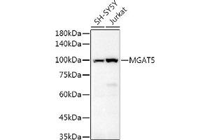 Western blot analysis of extracts of various cell lines, using MG Rabbit pAb antibody (ABIN6132962, ABIN6143817, ABIN6143818 and ABIN6214861) at 1:500 dilution. (MGAT5 抗体  (AA 627-741))