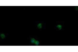 Image no. 5 for anti-Mitogen-Activated Protein Kinase 9 (MAPK9) antibody (ABIN1498927) (JNK2 抗体)