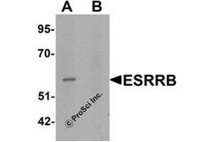 Western Blotting (WB) image for anti-Estrogen-Related Receptor beta (ESRRB) (N-Term) antibody (ABIN1031374) (ESRRB 抗体  (N-Term))