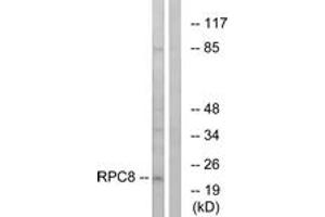 Western Blotting (WB) image for anti-Polymerase (RNA) III (DNA Directed) Polypeptide H (22.9kD) (POLR3H) (AA 151-200) antibody (ABIN2890277) (POLR3H 抗体  (AA 151-200))