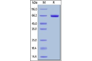 Biotinylated Human FOLR1, Fc,Avitag on  under reducing (R) condition.