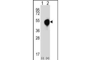 Western blot analysis of DOM3Z (arrow) using rabbit polyclonal DOM3Z Antibody (N-term Y88) (ABIN390574 and ABIN2840900). (DOM3Z 抗体  (N-Term))