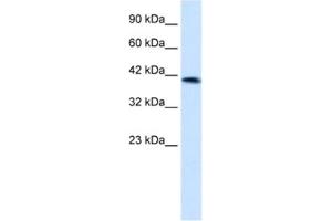 Western Blotting (WB) image for anti-Zinc Finger Protein 670 (ZNF670) antibody (ABIN2461288) (ZNF670 抗体)