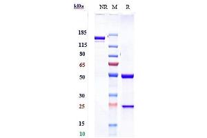 Anti-PDCD1 / PD-1 / CD279 Reference Antibody (sintilimab) on SDS-PAGE under reducing (R) condition. (Recombinant PDCD1 (Sintilimab Biosimilar) 抗体)