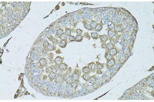 Immunohistochemistry of paraffin-embedded Rat testis using PSMF1 Polyclonal Antibody at dilution of 1:50 (40x lens). (PSMF1 抗体)