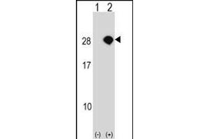 Western blot analysis of AKIRIN2 (arrow) using rabbit polyclonal AKIRIN2 Antibody (C-term) (ABIN1536792 and ABIN2848806). (AKIRIN2 抗体  (C-Term))