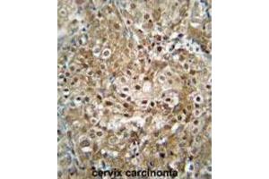 Immunohistochemistry (IHC) image for anti-CF153 antibody (ABIN2995840) (CF153 抗体)