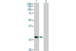 Western Blot analysis of PRDX4 expression in transfected 293T cell line by PRDX4 monoclonal antibody (M01A), clone 2C12. (Peroxiredoxin 4 抗体  (AA 51-150))