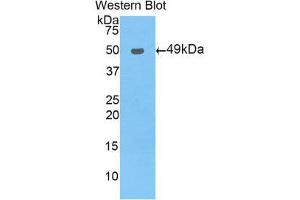 Western Blotting (WB) image for anti-Nuclear Receptor Subfamily 1, Group I, Member 2 (NR1I2) (AA 246-431) antibody (ABIN1860381) (NR1I2 抗体  (AA 246-431))