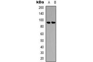 Western blot analysis of B-RAF (pS446) expression in K562 (A), HEK293T (B) whole cell lysates.