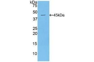 Detection of Recombinant MUC1, Mouse using Polyclonal Antibody to Mucin 1 (MUC1) (MUC1 抗体  (AA 410-525))