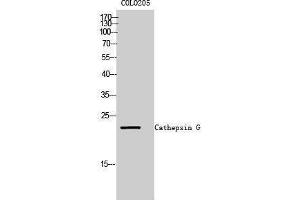 Western Blotting (WB) image for anti-Cathepsin G (CTSG) (Internal Region) antibody (ABIN3174202) (Cathepsin G 抗体  (Internal Region))