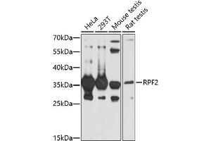 Western blot analysis of extracts of various cell lines, using RPF2 antibody (ABIN7270047) at 1:1000 dilution. (RPF2 抗体  (AA 1-306))