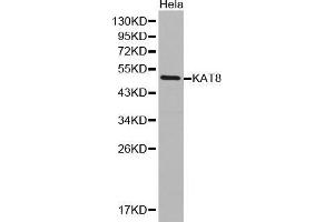 Western Blotting (WB) image for anti-K(lysine) Acetyltransferase 8 (KAT8) (AA 1-200) antibody (ABIN1513118) (MYST1 抗体  (AA 1-200))