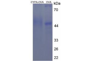 Image no. 1 for Peptidylprolyl Isomerase A (Cyclophilin A) (PPIA) (AA 143-155) peptide (Ovalbumin) (ABIN5666147) (Peptidylprolyl Isomerase A (Cyclophilin A) (PPIA) (AA 143-155) peptide (Ovalbumin))