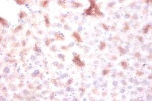 Immunohistochemistry of paraffin-embedded mouse liver tissue using ABIN7150677 at dilution of 1:100 (DTWD1 抗体  (AA 1-109))