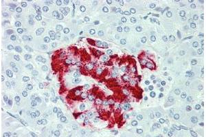 Anti-SLC7A2 antibody  ABIN960814 IHC staining of human pancreas. (SLC7A2 抗体  (C-Term))