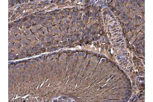 IHC-P Image Vimentin antibody detects Vimentin protein at cytoplasm in rat testis by immunohistochemical analysis. (Vimentin 抗体)