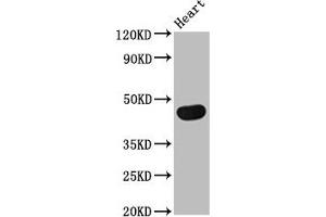 Western Blot Positive WB detected in: Rat heart tissue All lanes: TRDMT1 antibody at 4 μg/mL Secondary Goat polyclonal to rabbit IgG at 1/50000 dilution Predicted band size: 45, 42, 40, 7, 8, 13 kDa Observed band size: 45 kDa (Dnmt2 抗体  (AA 170-269))
